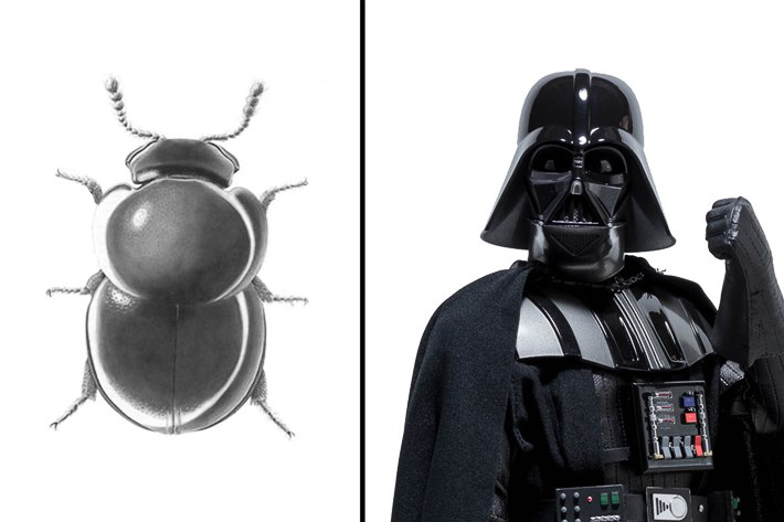 Rare Species